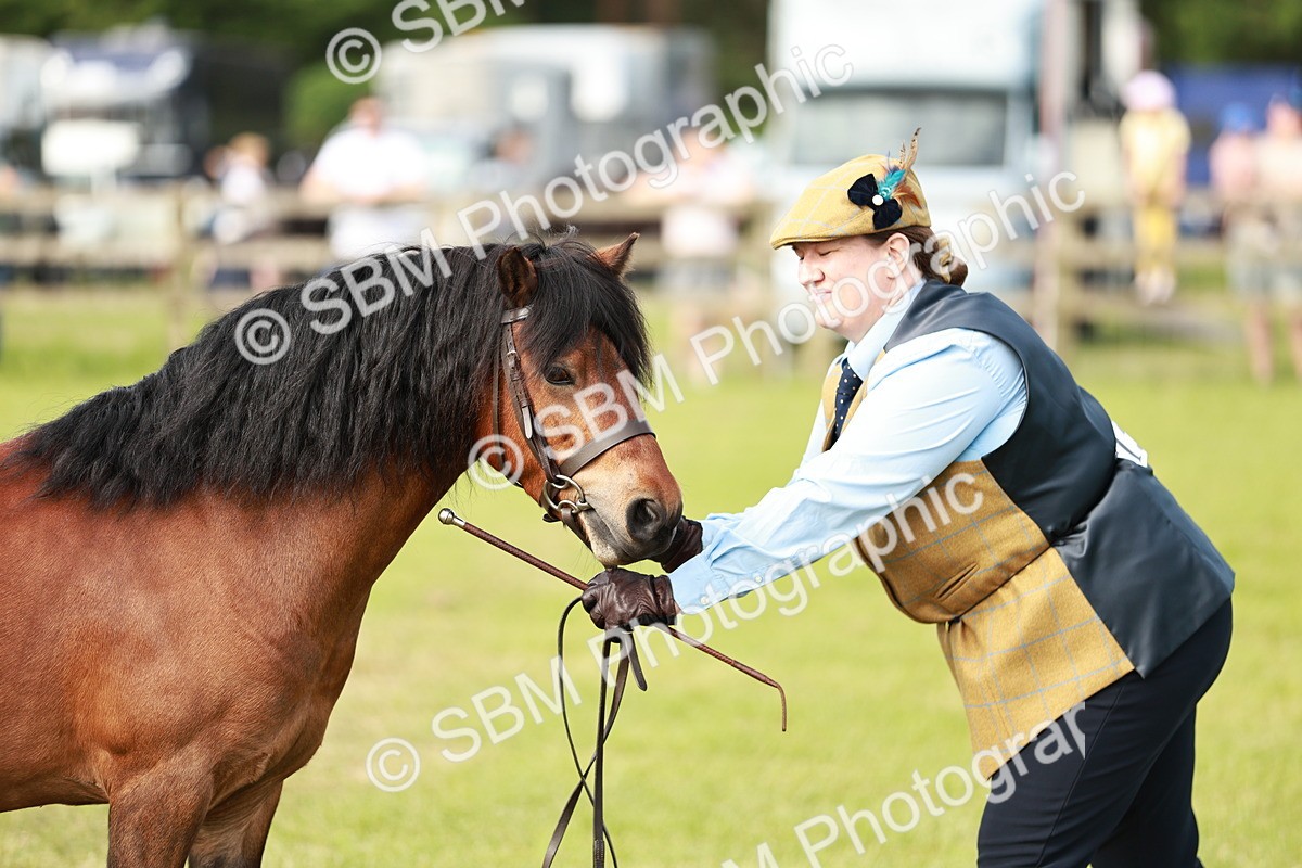 SBM_00530 - Class 14-23 - Mountain & Moorland In Hand Non Welsh