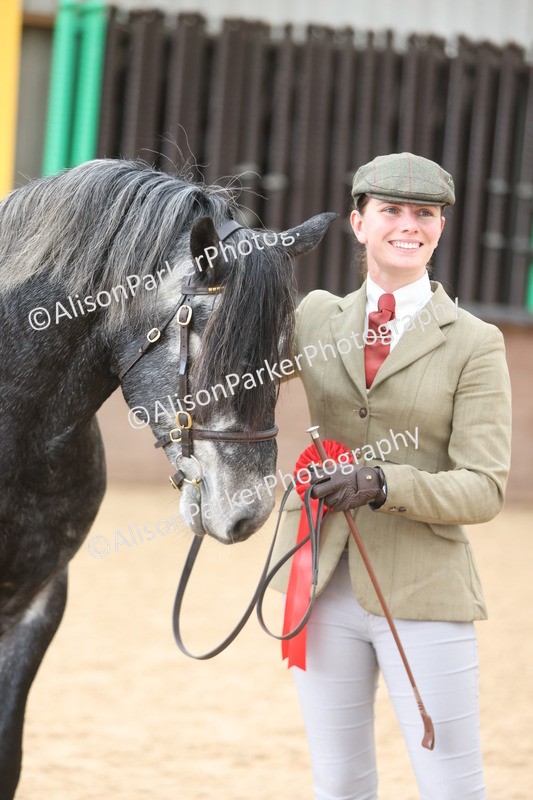 20251109-1025 - Class 27 - Stallions 4 Years and over