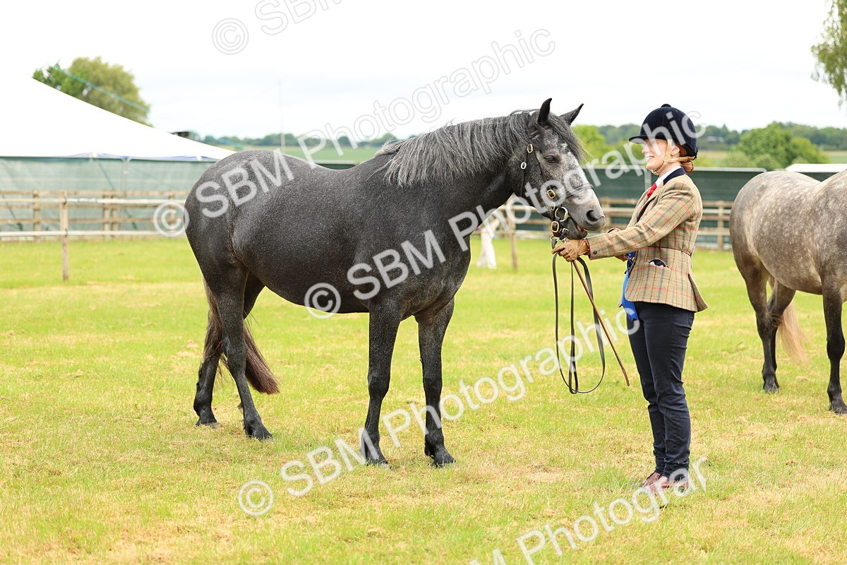 SBM_04128 - Class 64-67 - Shetland Pony In Hand