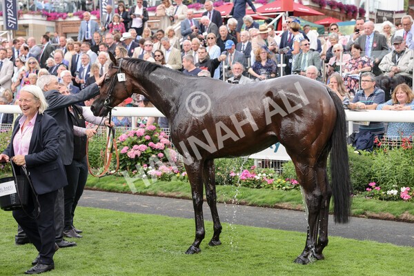 yr17082022r3-57 - Race 3 3.00pm Sky Bet Great Voltigeur Stakes