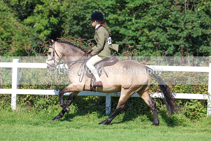 3E7A7871 - Class 2: Open Working Hunter pony