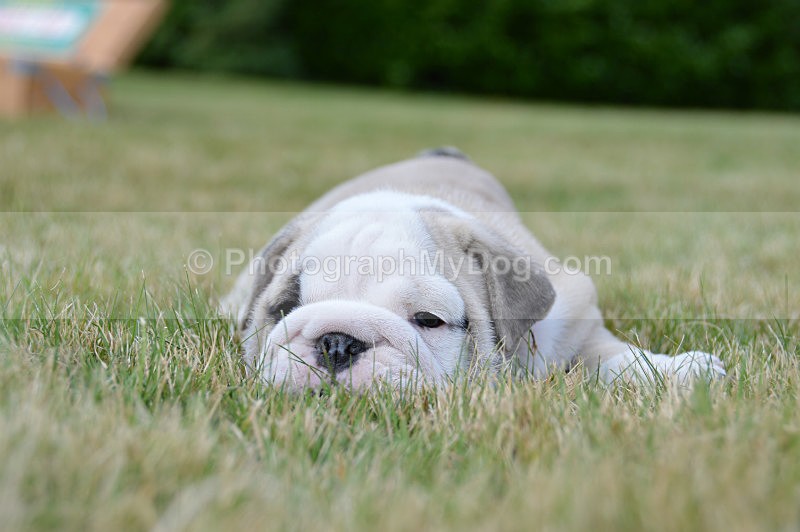  - Bulldogs
