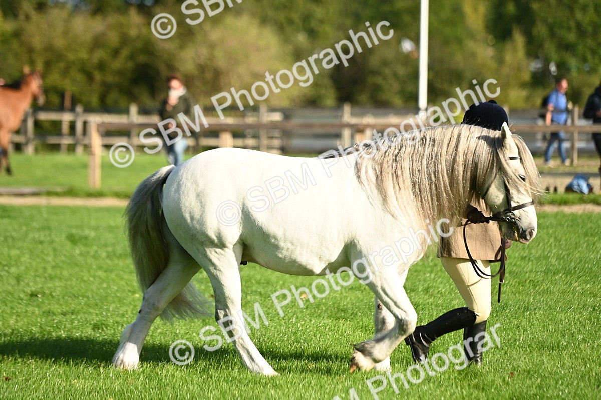 SBM_14702 - S1 - TSR in Hand Horse & Pony Showing