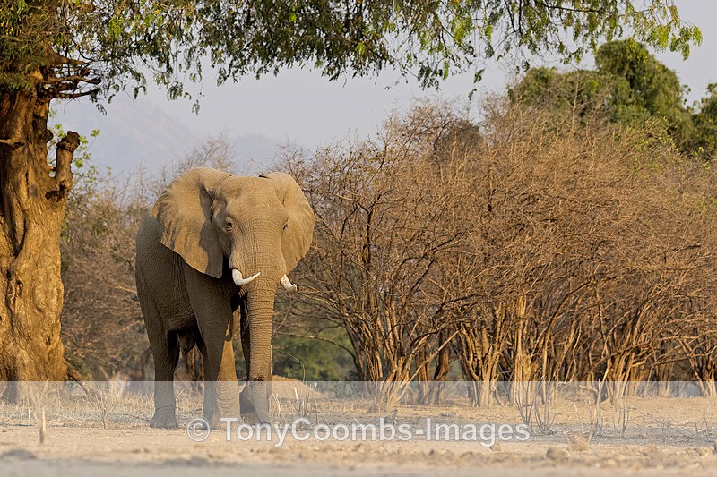 Elephant - Mana Pools ~ The Mammals