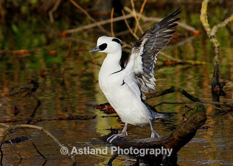 Astland Photography, Bird and Wildlife Images, Susan and Peter Wilson, U.K.