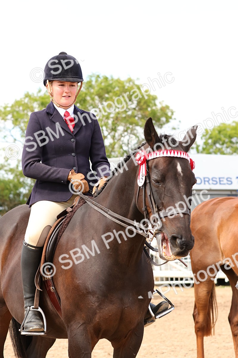 SBM_14137 - Class 213 - Ridden Hack Riding Horse