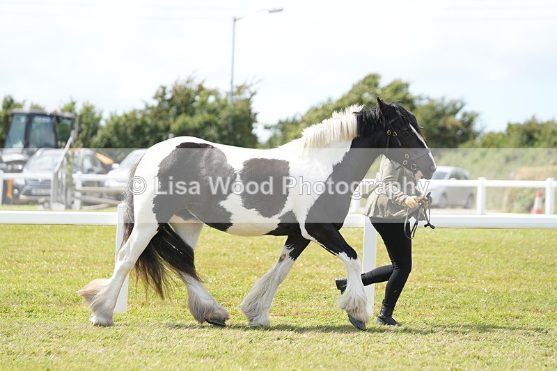 DSC07073 - Class 61: Coloured Horse 4yrs & Over