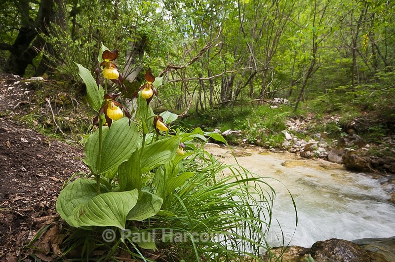  - Orchids - Various