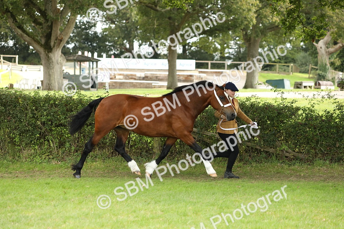 SBM_65355 - S47 - Mountain & Moorland In Hand Large Breeds