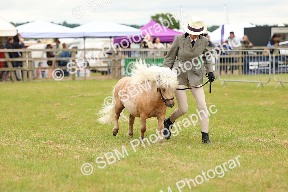 SBM_04457 - Class 64-67 - Shetland Pony In Hand