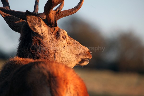 Red Deer _ AGTO138 - Wildlife, Mammal Photography, Great Britain