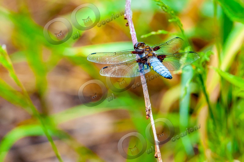 broad bodied Chaser-7070 - Insects from around the world