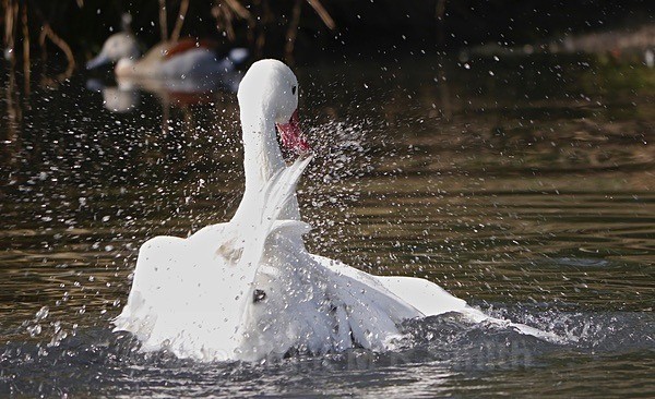 Having A Splash! - BIRDS & INSECTS
