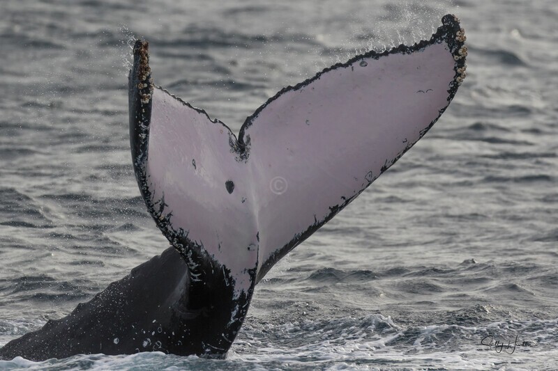 Tail Slap belly down 2. 0A3A0424 - 2025 Whales