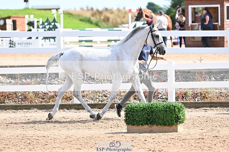 240717A-155111-03109 - Trot Up 3pm to 4pm