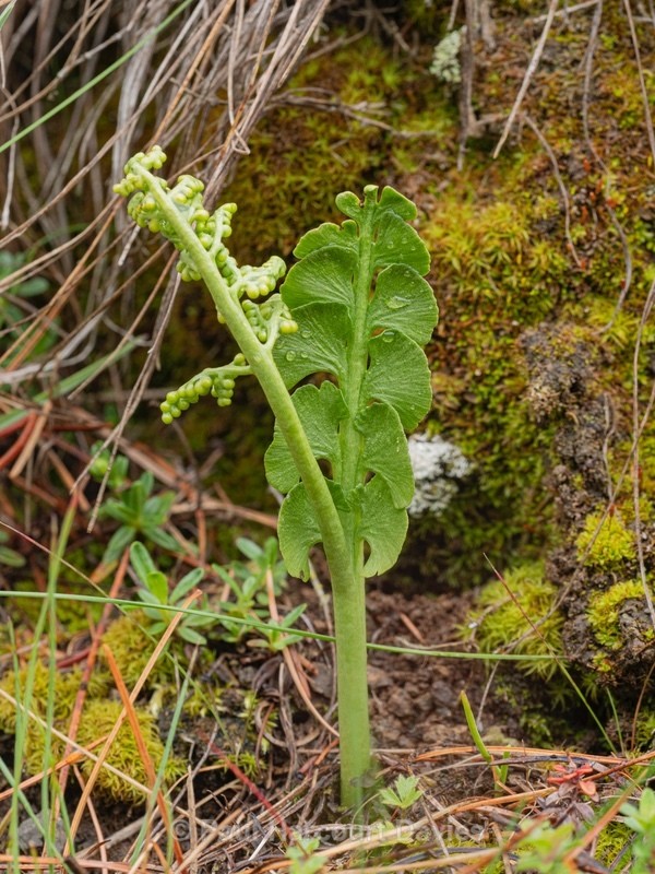 Moonwort (Botrychium lunaria) is a fern in the family Ophioglossaceae - Wild Flowers