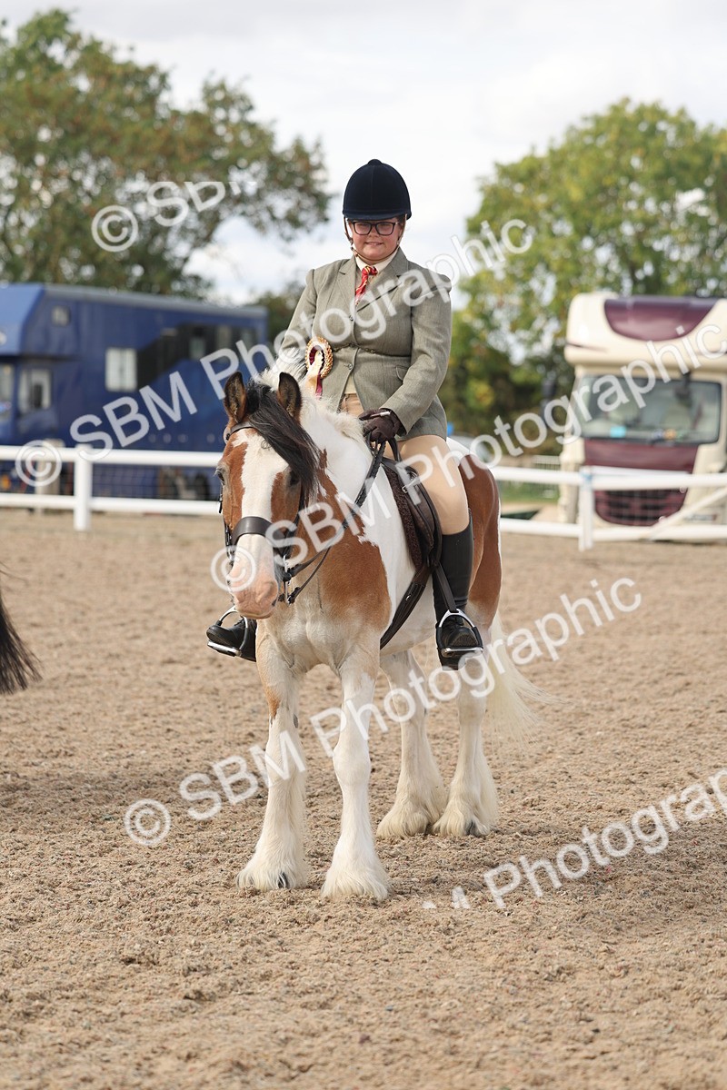 SBM_14866 - Class 308 - Ridden Coloured Horse