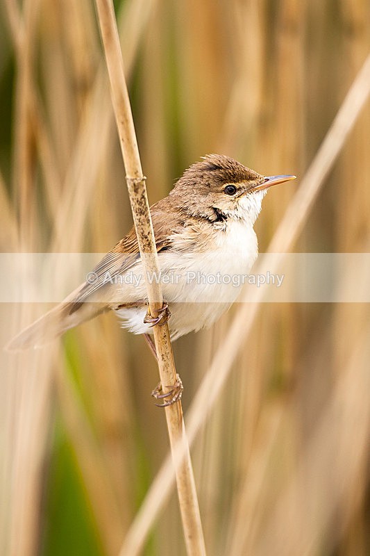 20130526-_MG_3627 - Reed Warbler