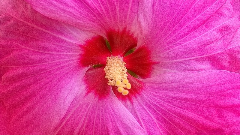 Spirit Hibiscus 66 - Spirit Element