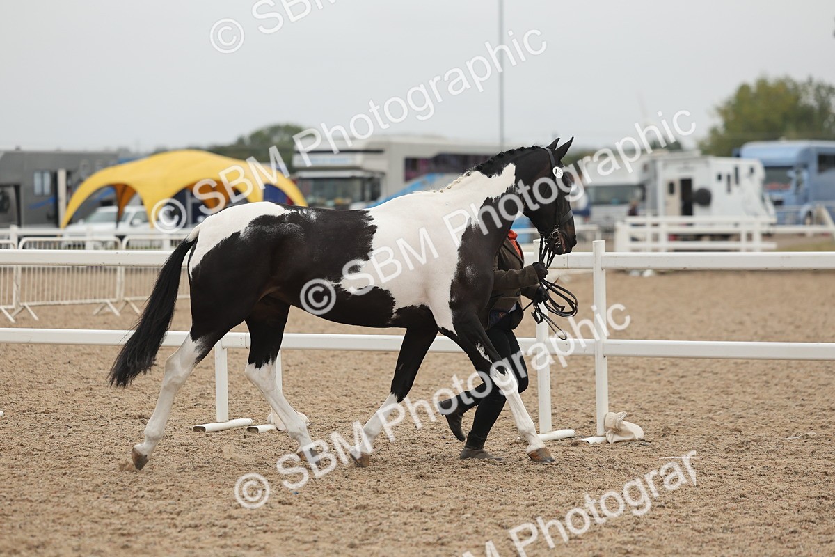 SBM_19774 - Class 318 - IH Part Bred Horse-Pony