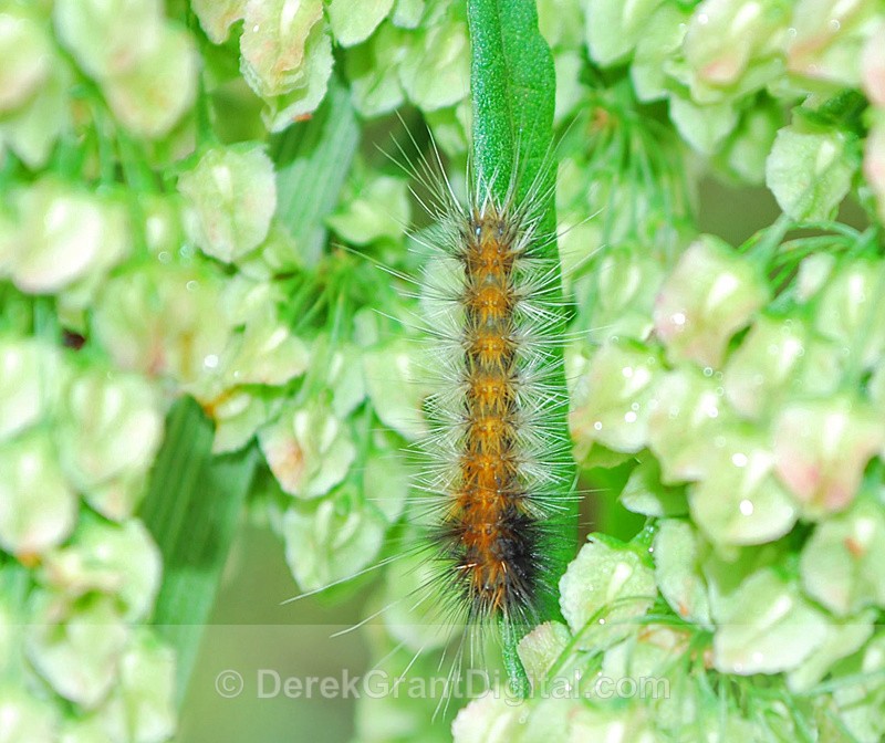Spilosoma virginica - Virginian Tiger Moth