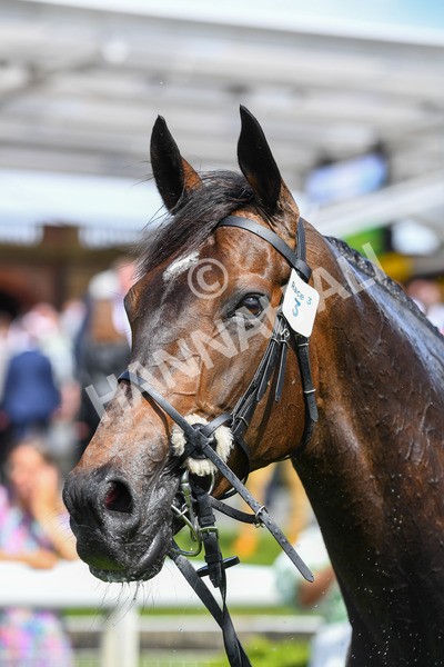 150723-Race 3-Pride of America-0387 - Race 3 3.10pm John Smith's Cup Handicap