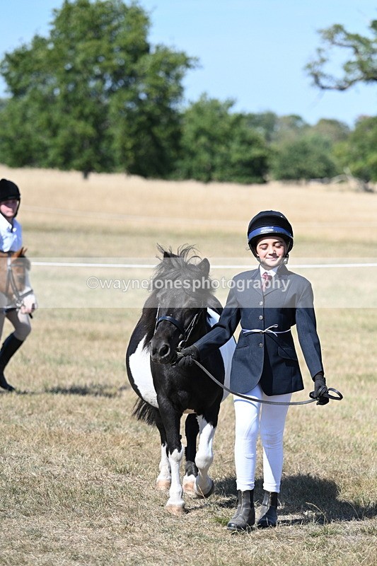 WJ7_1551 - Class 42 Most Handsome Gelding