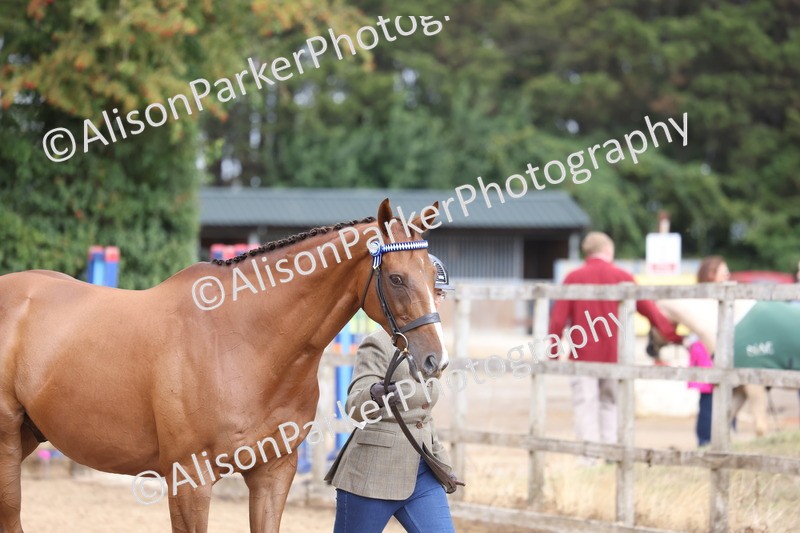 20260831-1880 - Class 5 - Retraining of Racehorses