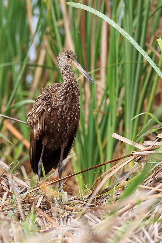 Limpkin standing still, Harns Marsh, Florida - Limpkin