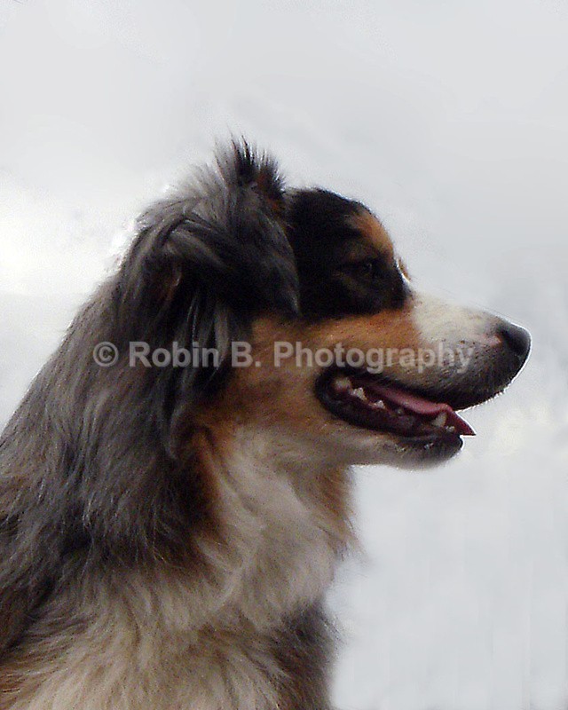  - animals and wildlife