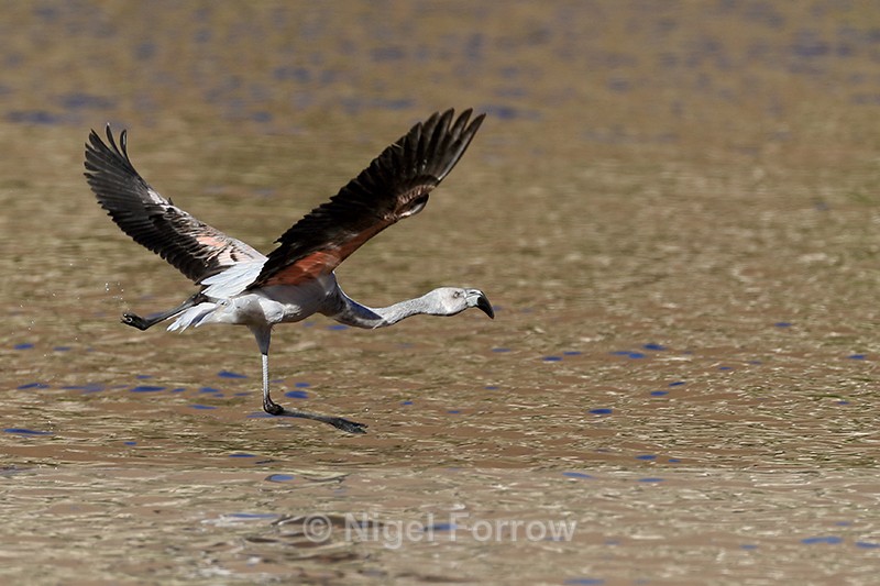 Chilean Flamingo (immature) lifts off from water, Machuca, Chile - Chilean Flamingo