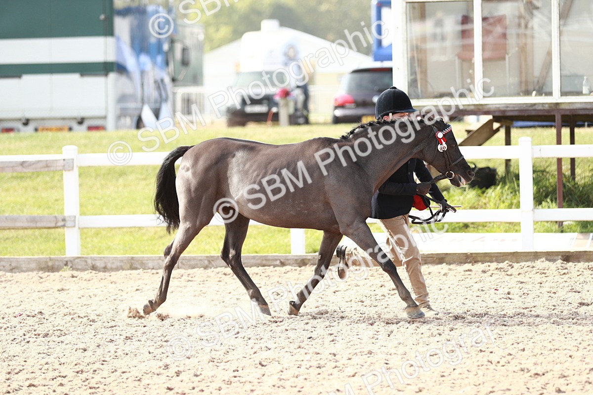 SBM_11053 - Class 205 IH Show Pony/ Show Hunter Pony