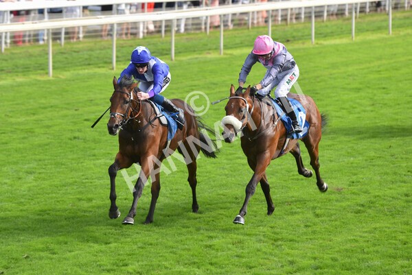 yr05092021r4-23 - Race 4 3.45pm Coopers Marquees British EBF Future Stayers' Novice Stakes