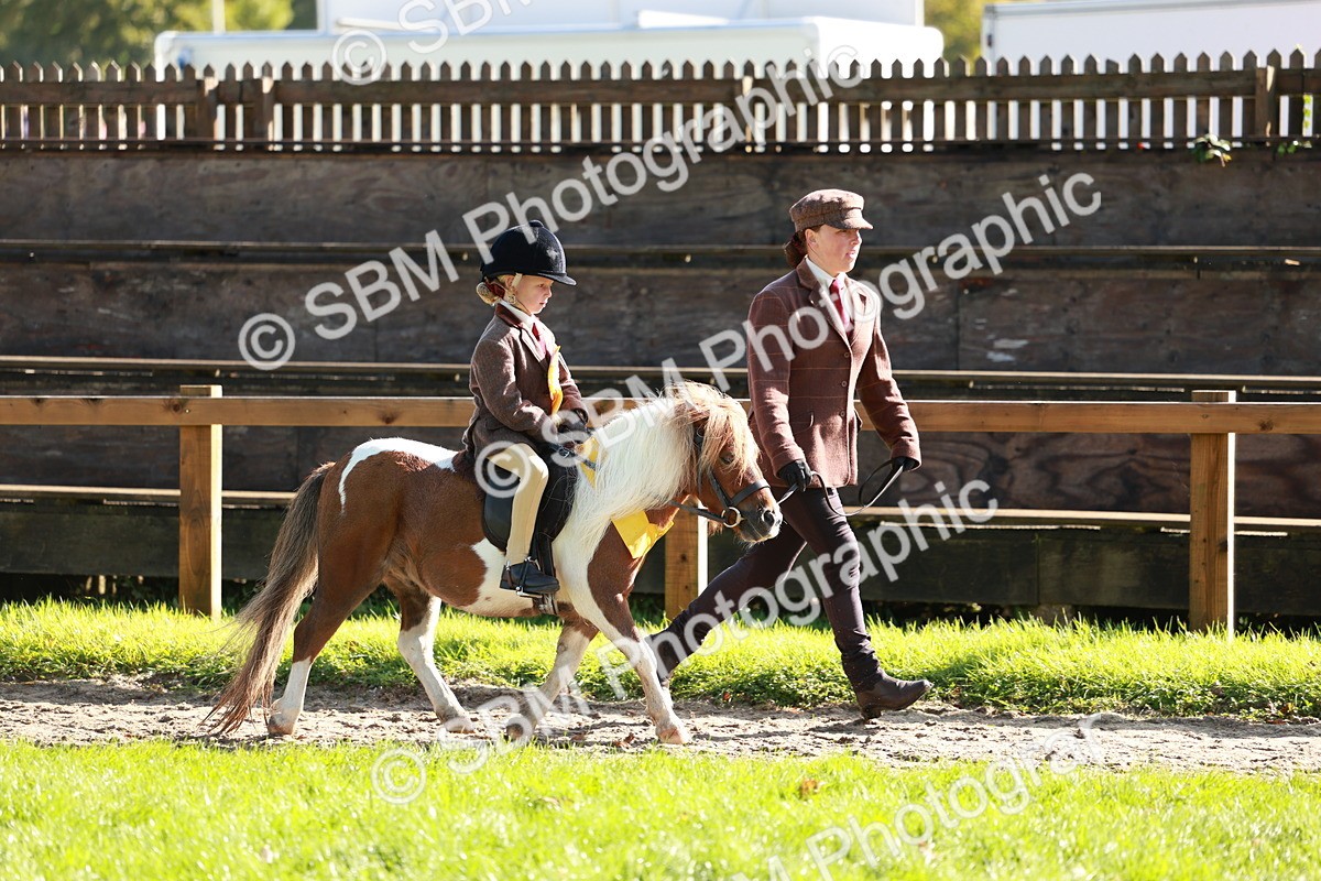 SBM_42099 - S32 - Mountain & Moorland Working Hunter Pony