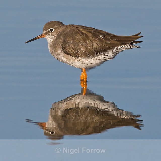 Redshank reflection in the Lagoon - Redshank