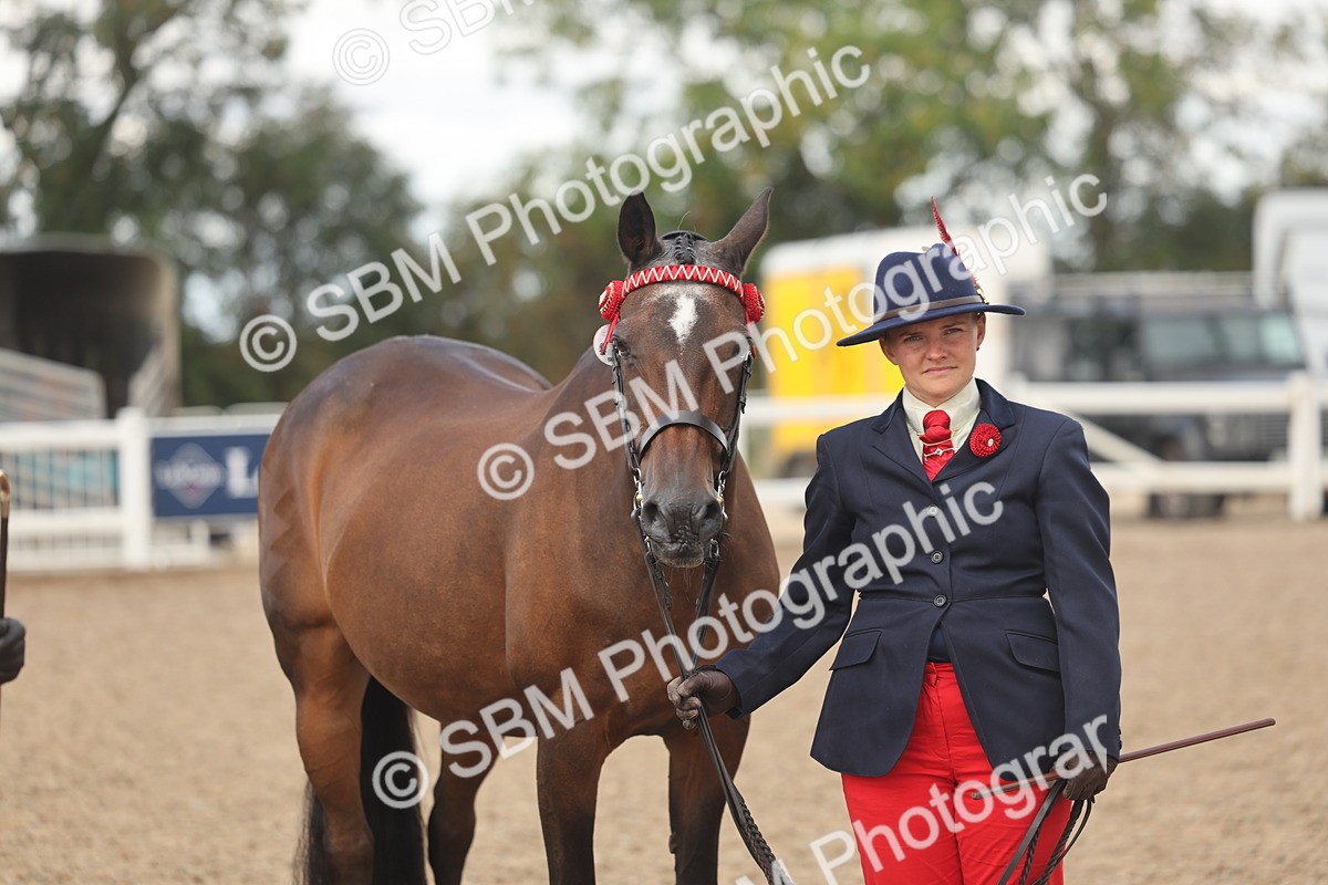 SBM_04370 - Class 17 - Prettiest Mare (IH or Ridden)