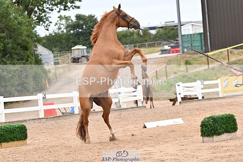 250716-160622-02412 - Trot Up 3.30 to 4.30