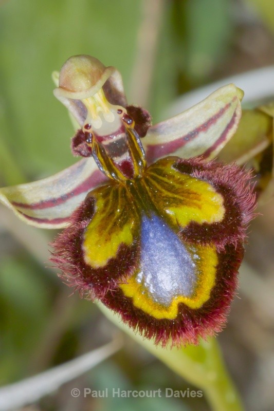 Mirror Orchid (Ophrys ciliata syn. Ophrys speculum) - Orchids - Ophrys
