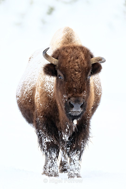 Bison with twisted horns, Yellowstone National Park - Bison