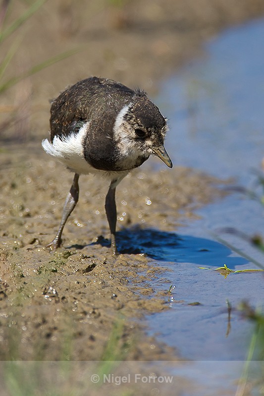 Lapwing chick on the Closes at Otmoor - Lapwing