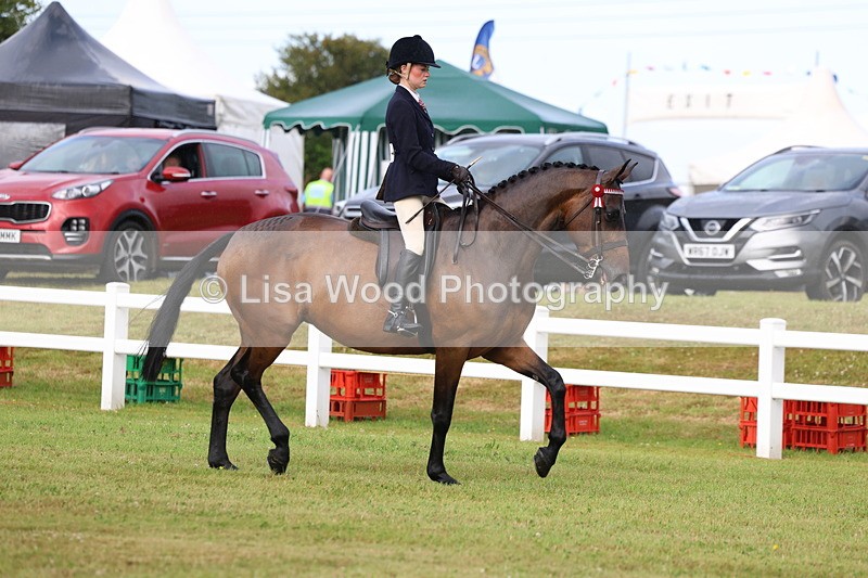 3E7A8009 - Class 2: Rising Star Large Hack/Riding Horse