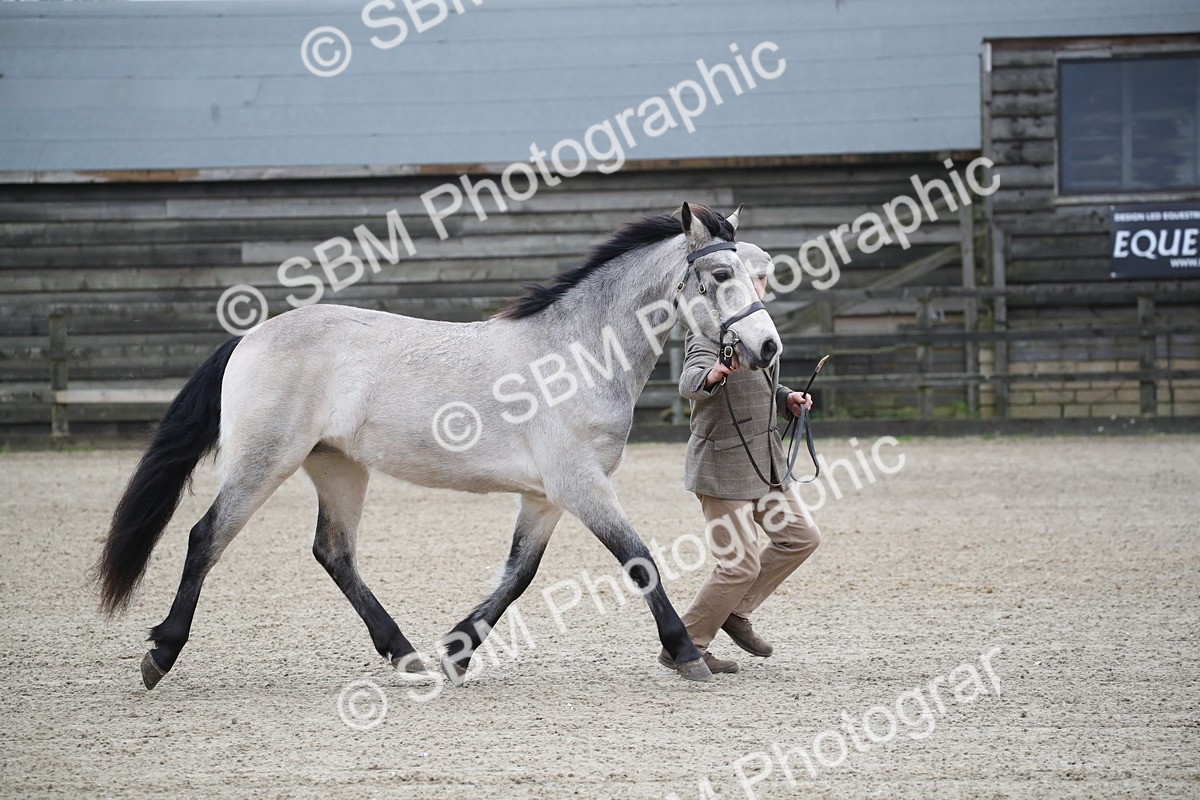 SBM_003971 - Class 1-4 - Young Stock classes Inc. In Hand Championship