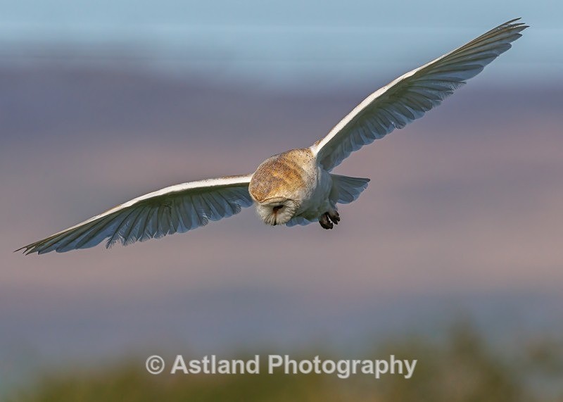 Barn Owl - Latest Images