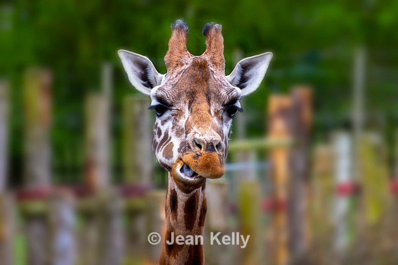 Giraffe - DSC_4458 - Giraffes