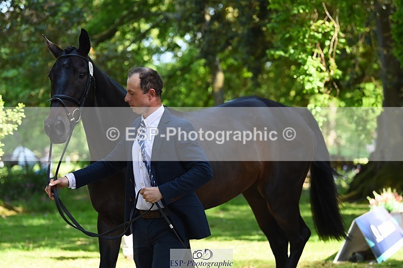 230524-153630-00388 - 362-SPIRIT'S_GEMINI-Harry_Dzenis-WEDTrotUp+DR