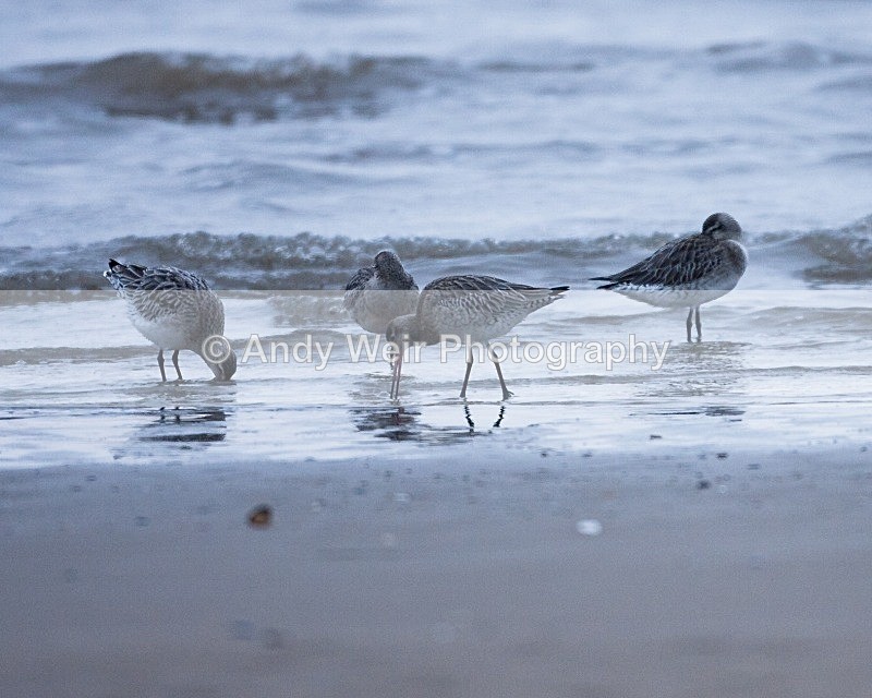 20090104-051 - Black Tailed Godwit