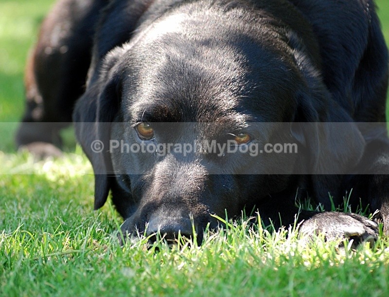  - Yellow and Black Labradors