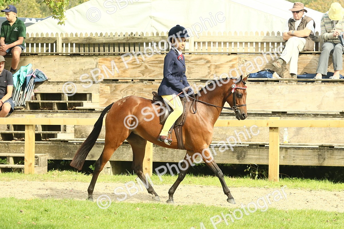 SBM_69014 - S58 - Mini Show Cob Ridden