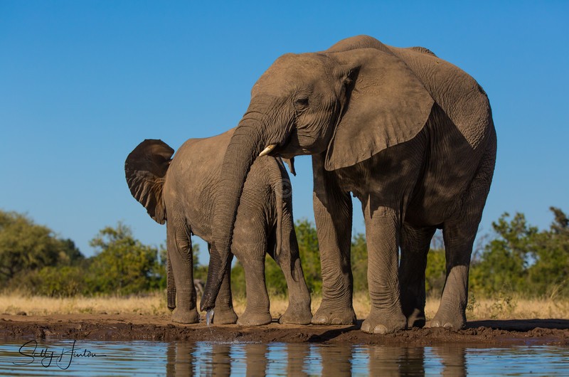 Elephants at Mashatu Hide 5