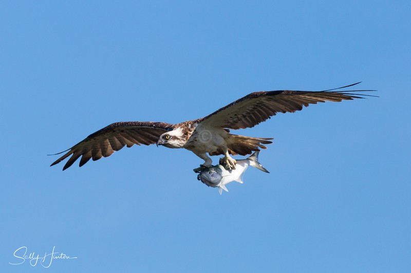 Osprey with Greenback 1